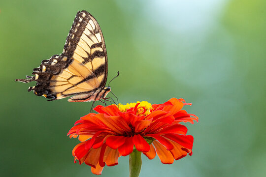 Cute yellow swallowtail butterfly perched on red zinnia flower with blurred green background