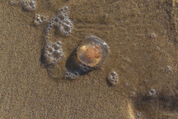 Aurelia aurita.Sandy shore of the Baltic Sea. Jellyfish on the shallows