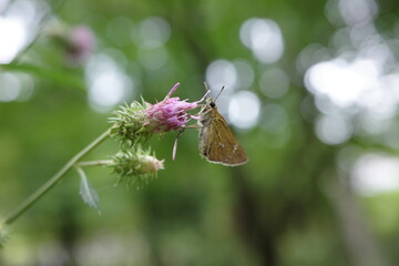 夏の野原で、アザミの花にとまり蜜を吸うチャバネセセリ。小さな翅を広げながら忙しく動き回る姿は、夏の里山の生命感を象徴しています。