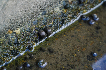 Serene macro detail of small aquatic snails resting on a concrete edge by murky pond water with algae