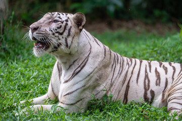 Naklejka premium White Tiger Roaring in Natural Green Habitat