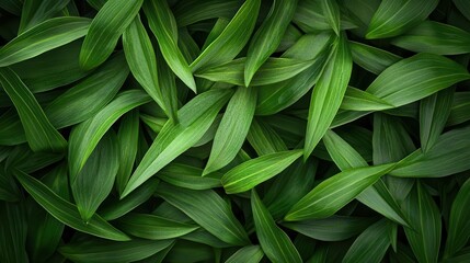 Emerald Foliage, Nature's Abundance with Lush Green Leaves Background Theme.