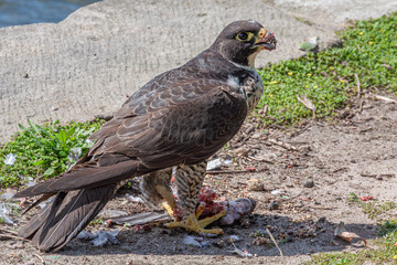 Close-up of a Peregrine Falcon  (Falco peregrinus) feeding on the carcass of a pigeon, held on the...
