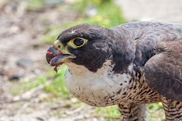 Tight close-up of a Peregrine Falcon  (Falco peregrinus) on the ground, seen in profile, in...