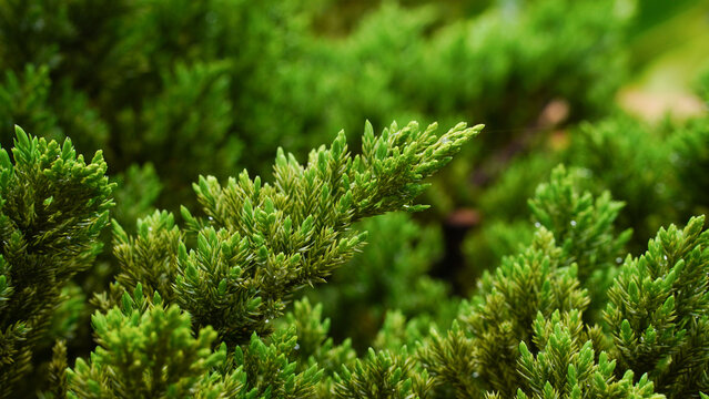 Himalayan Juniper, Drooping Juniper