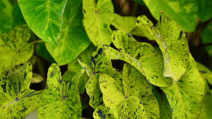 สีเขียวและดำอันสวยงามของหูช้าง...