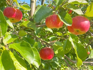Picking apples in the orchard. Apple orchard