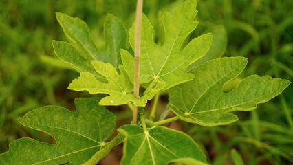 Close-up of a fig leaf