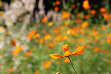 Yellow cosmos flowers