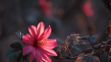 A pink blossom blooming on a branch with dried brown leaves. - Powered by Adobe