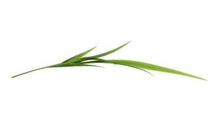Fototapeta premium Green blade of grass isolated on a transparent background 
