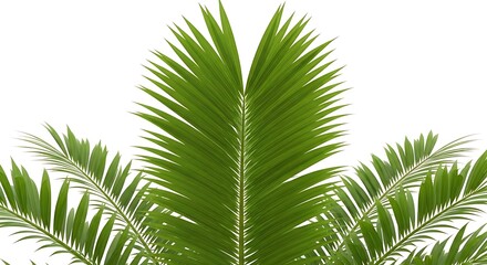 Obraz premium Green Palm Leaf Fronds Isolated on White Background, Tropical Vibe