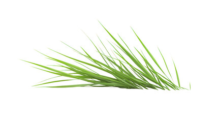 Green grass blades isolated on a transparent background