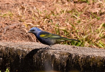 l Golden-chevroned Tanager in a Brazilian park 