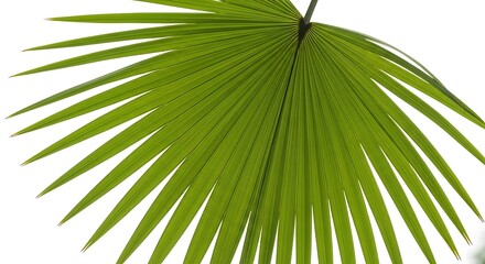 Fresh green palm leaf isolated on white background for design © Santra