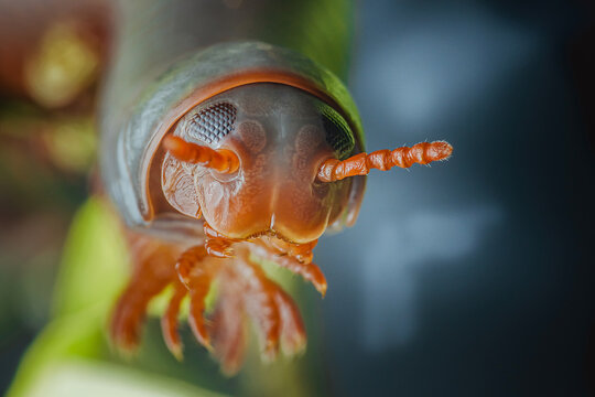 Pill millipede crawling on green leaf in close-up view