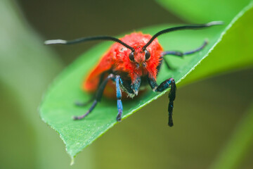 Red furry moth resting on green leaf in macro view