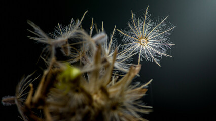 Fototapeta premium Delicate dandelion seed floating against dark background