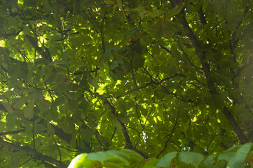 Chestnut tree branches with green leaves against the sky, a symbol of Kyiv, bathed in soft daylight.