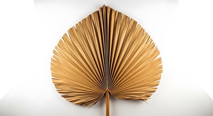 Dried palm leaf on white background for bohemian home decor