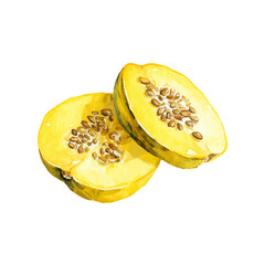 Vector illustration, My Watercolor, hand-painted, simple, flat sliced yellow squash painting illustration isolated on a white background, EPS format design. vector illustration, 2D design