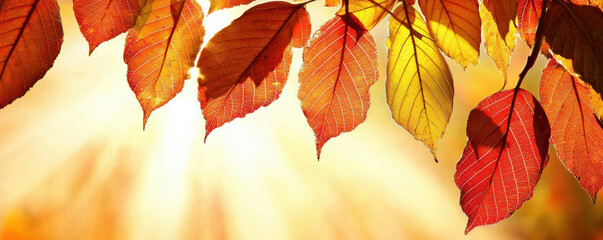 Vibrant autumn leaves in shades of orange and red, illuminated by sunlight, creating a warm, inviting atmosphere.