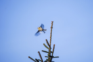 Blue Tit (Cyanistes caeruleus) spreading wings and flying away from a pine tree top with bright blue color background, Germany