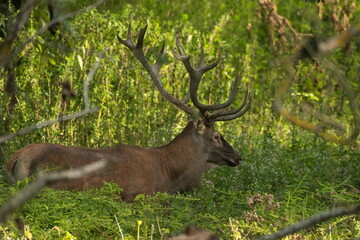 Red deer with big antlers in mating season	