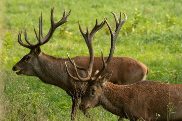 Obraz premium The fight of large deer in the natural habitat 