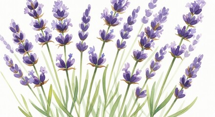 Naklejka premium Delicate Watercolor Painting of Lavender Sprigs with Soft Purple Blooms and Green Stems