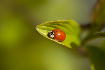 Red ladybug sitting on plant