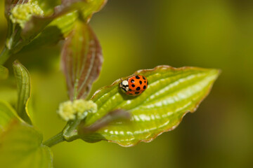 Red ladybug sitting on plant