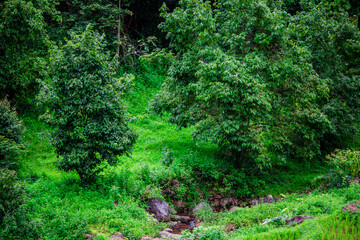 Natural background, high angle from the high mountains that can see the scenery around, the wind blows through the cool, blurred of traveling, the integrity of the moist forest.