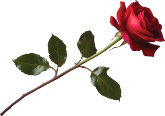 Single Red Rose with Green Stem and Leaves on White Background flower bloom