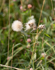 cirsium arvense