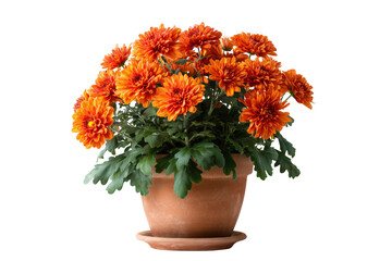 Beautiful orange chrysanthemum flowers blooming in a rustic terracotta pot against transparent background