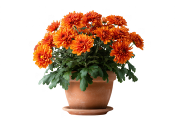 Beautiful orange chrysanthemum flowers blooming in a rustic terracotta pot against transparent background
