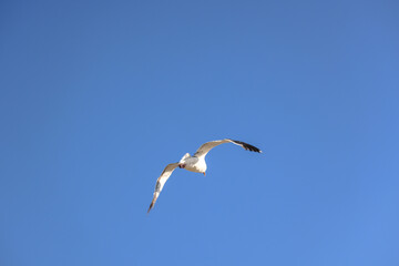 Seagull soaring with wings spread wide against a bright blue sky, symbolizing freedom and nature in motion.