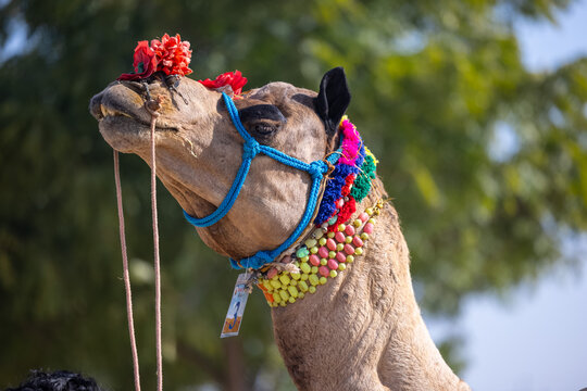 Pushkar fair, Decorated camel at the sand dunes desert ground of pushkar during camel festival.	