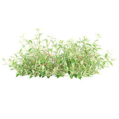 3D illustration of Asiatic jasmine green creeper plant isolated on transparent background