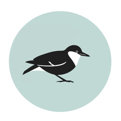 Obraz premium Black and white bird with white bib on blue circle