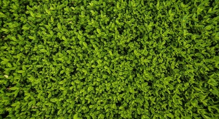 Dense green foliage background with fresh vibrant leaves