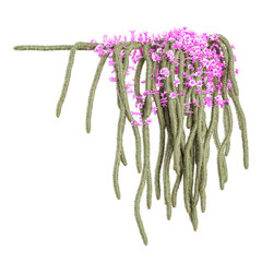 Climbing Aporocactus-flagelliformis plant isolated on transparent background