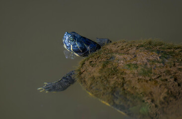 Trach&eacute;myde &agrave; ventre jaune, Tortue &agrave; tempes jaunes, Tortue de Floride, ou Tortue &agrave; ventre jaune (Trachemys scripta scripta)