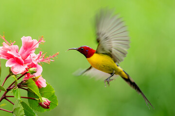 Sunbird Hovering at Hibiscus Flower