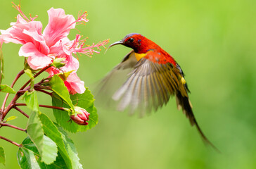 Sunbird Hovering at Hibiscus Flower