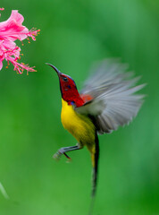 Sunbird Hovering at Hibiscus Flower