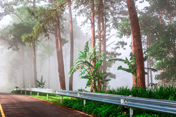 Obraz premium The natural background of nature in rural communities with rice fields and grasslands near large mountains is a beauty that can be found in northern Thailand such as Chiang Mai, Chiang Rai.