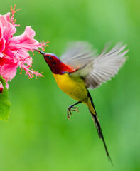 Sunbird Hovering at Hibiscus Flower