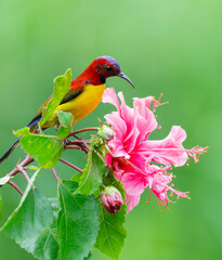 Sunbird Hovering at Hibiscus Flower